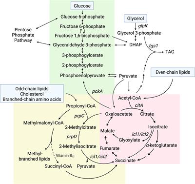 Understanding the contribution of metabolism to Mycobacterium tuberculosis drug tolerance